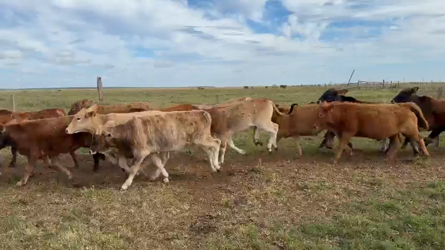 Lote 150 Terneros/as en Corrientes, Tapebicuá
