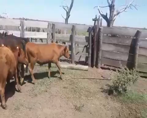 Lote 40 Terneros/as en Saladillo, Buenos Aires