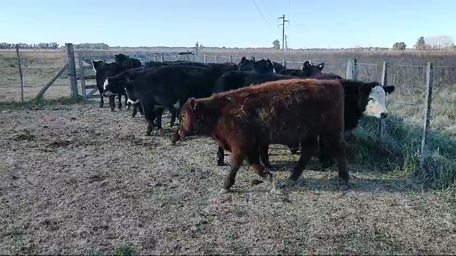Lote 30 Terneros en Brandsen, Buenos Aires