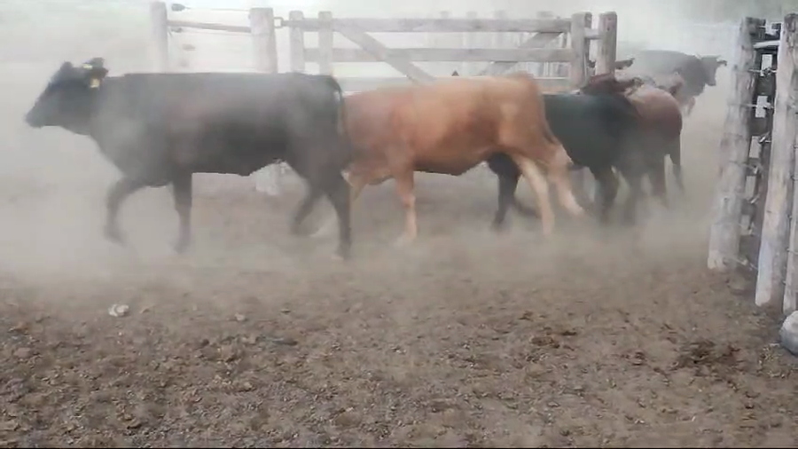 Lote 72 Vaquillonas en Quimilí, Santiago del Estero