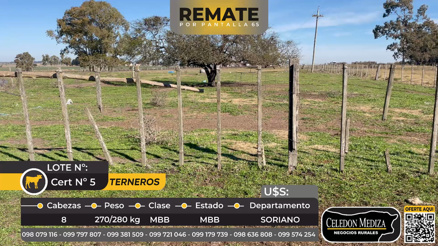 Lote 8 Terneros en Soriano