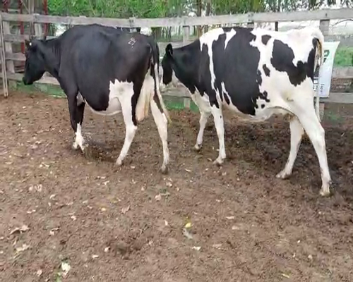 Lote 5 Vaca HOLANDO a remate en Remate Elite por Pantalla de Ganado Lechero 550kg - , San José