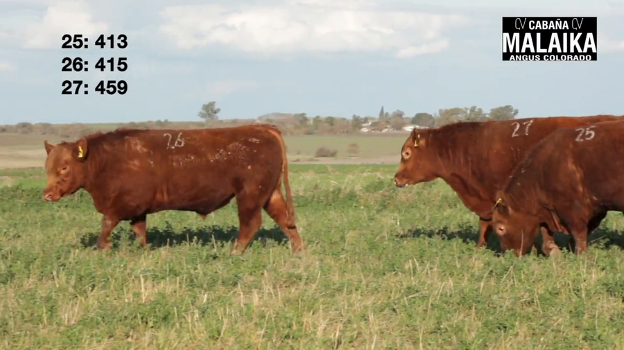 Lote "TORO PURO CONTROLADO ""CABAÑA MALAIKA"""