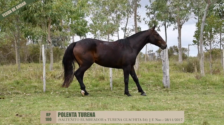 Lote POLENTA TURENA