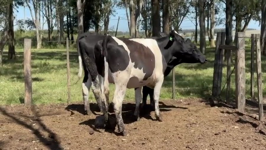 Lote 2 Vaquillonas  a remate en Pantalla Camy 480kg - , San José