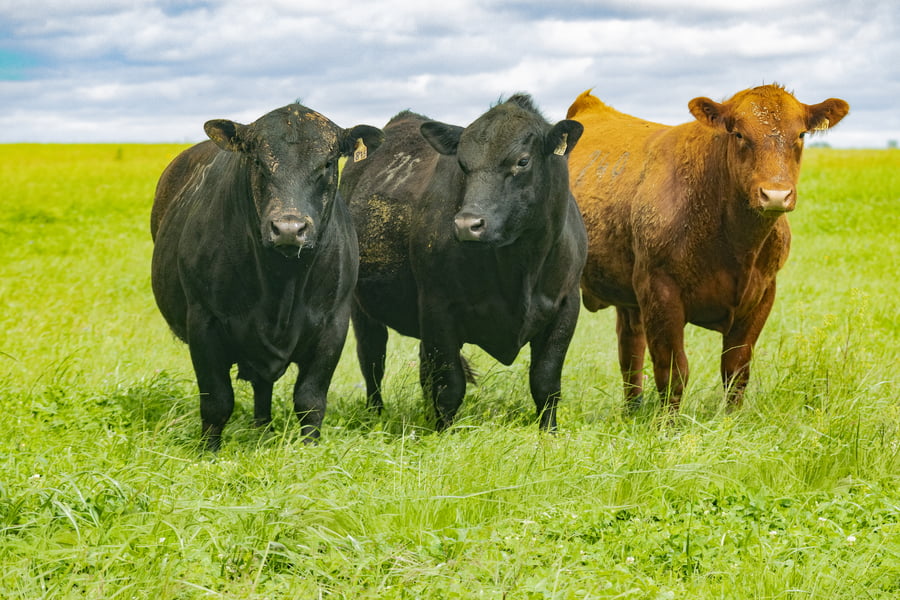 Lote Toros PI 3 AÑOS