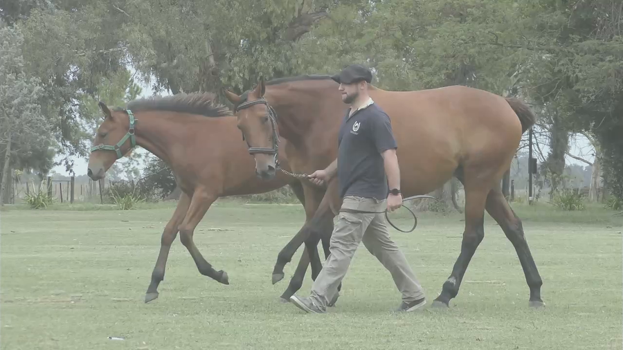 Lote UP THE RYE (CATCHER IN THE RYE - UPTDATE) Con cría al pie de SIXTIES SONG. Preñez por VERIFYING