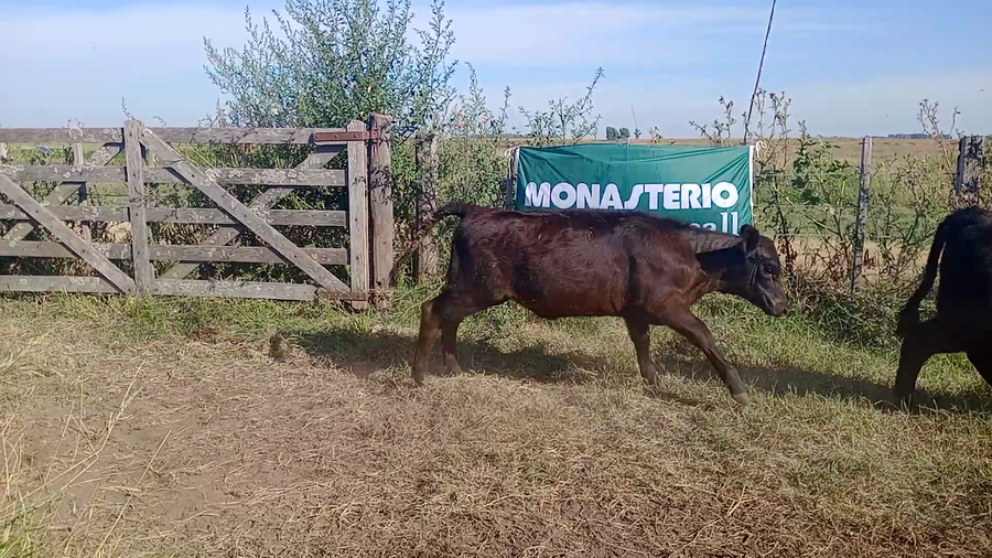 Lote 78 Terneros/as en Salazar