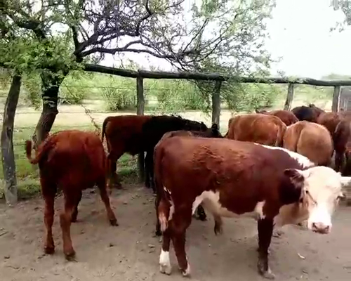 Lote 124 Terneros/as en Entre Ríos, Federal