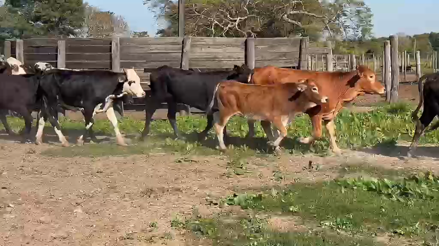 Lote 108 Novillitos