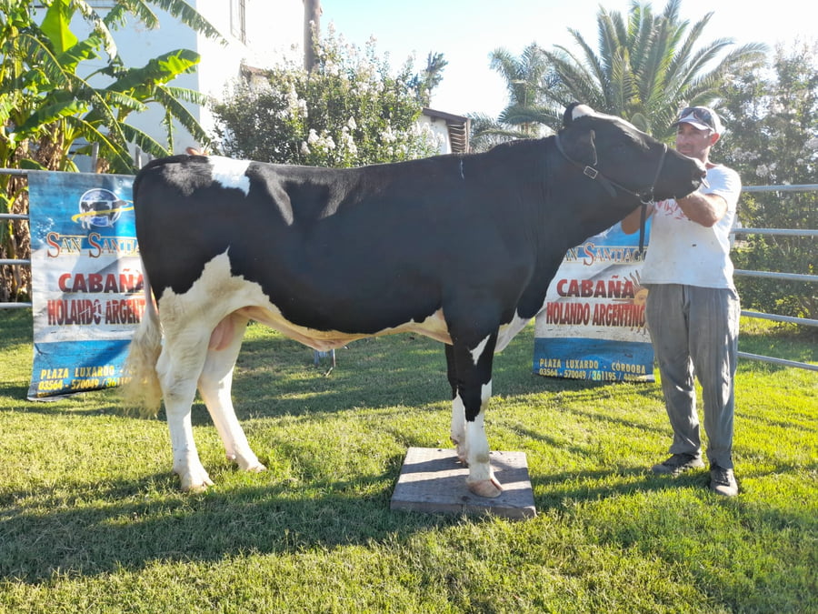 Lote Guiliano Toro Alan