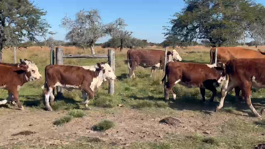 Lote 11 Terneras
