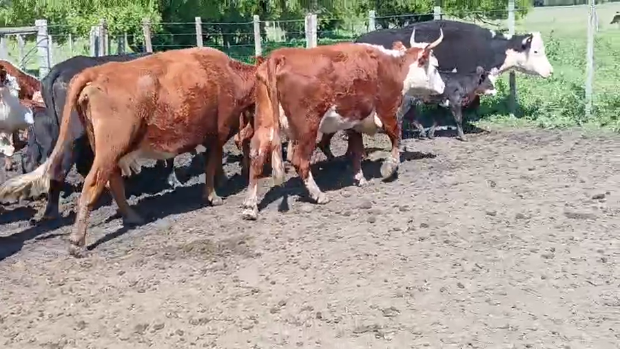 Lote 30 Piezas de cría a remate en Pantalla Camy 330kg - , San José