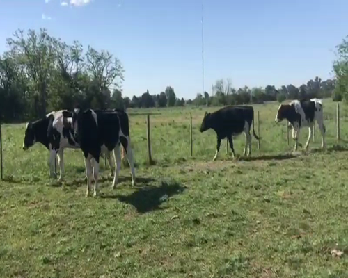 Lote 24 Novillitos en Brandsen, Buenos Aires