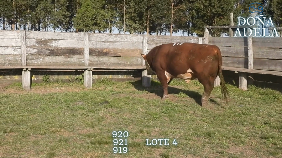 Lote TOROS POLLED HEREFORD