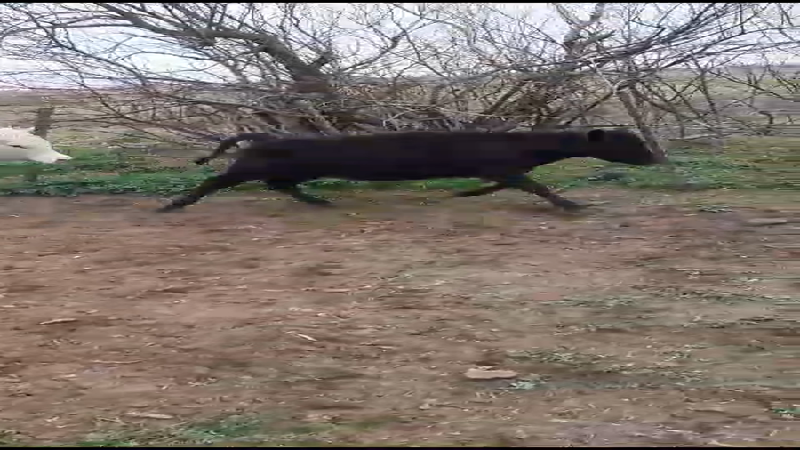 Lote 23 Terneras en Pehuajó, Buenos Aires