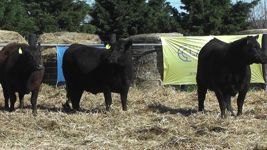 Lote VAQUILLONAS ANGUS PURO CONTROLADAS PARICION OTOÑO