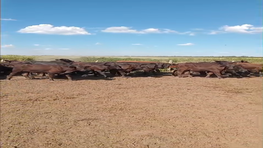 Lote 180 Terneros en Chaco, Chorotis