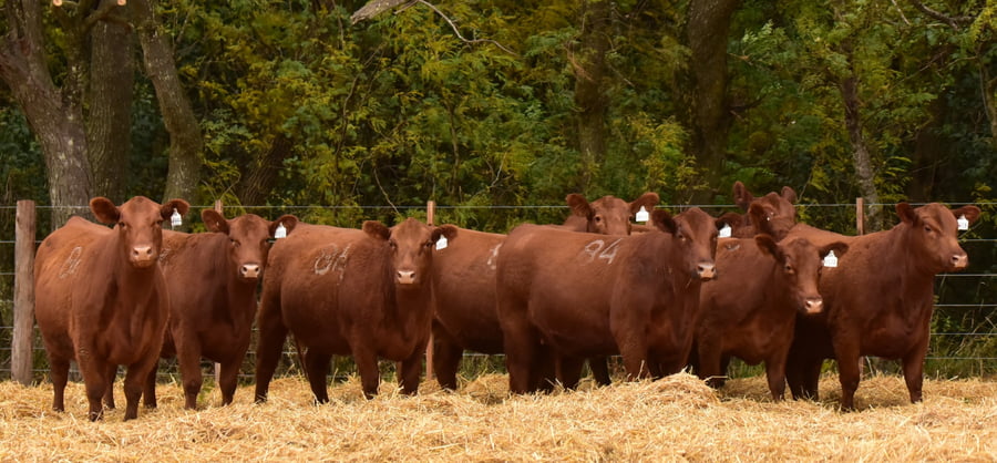 Lote VAQUILLONAS ANGUS PC PRIMAVERA