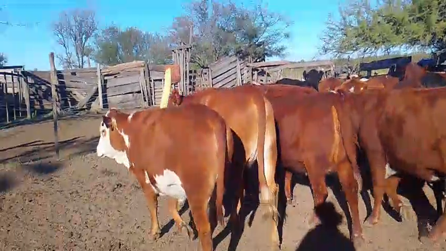 Lote 30 Vaquillonas preñadas Braford, Brangus en Petronila, Santa Fe