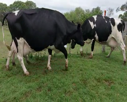 Lote 3 Vaca HOLANDO a remate en Remate Elite por Pantalla de Ganado Lechero 550kg - , San José