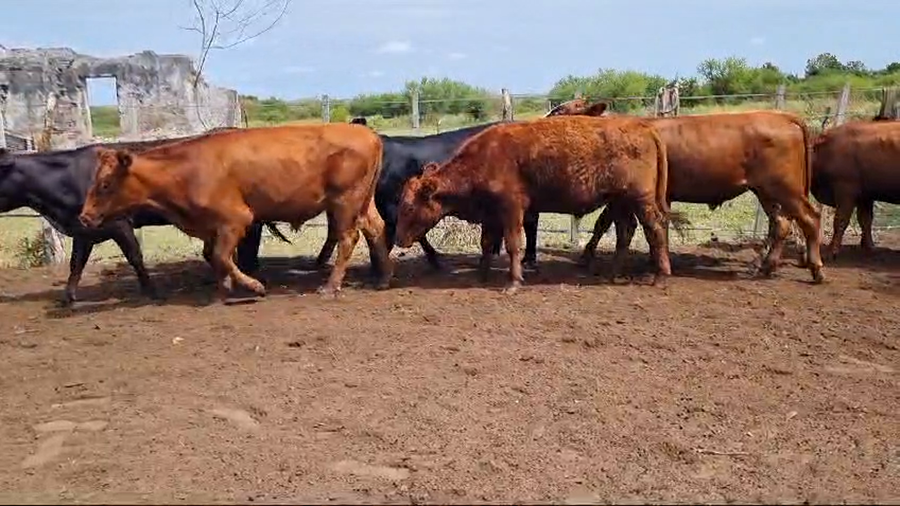Lote 45 Novillitos