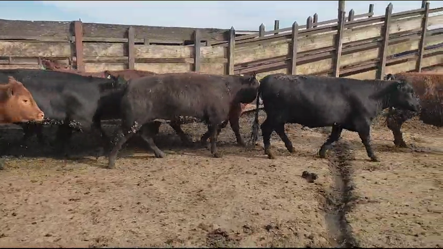 Lote 25 Vaquilla Gorda en Los Ángeles, VIII Región Biobío