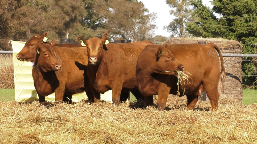Lote VACAS SEGUNDA PARICION ANGUS PURO CONTROLADAS PREÑADAS