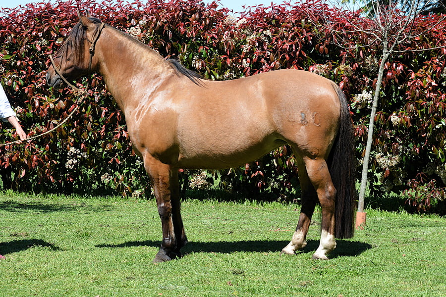 Lote PITAGUA CATENA