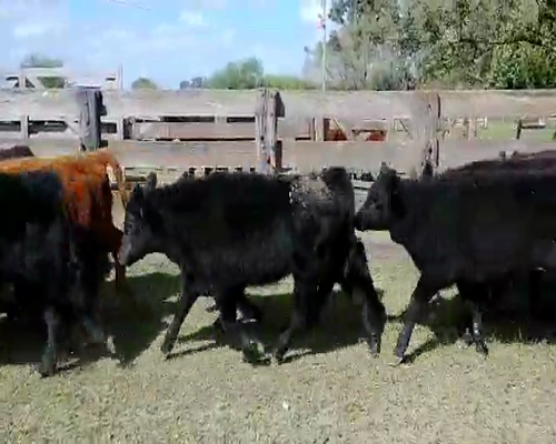 Lote 75 Terneros en Magdalena, Buenos Aires