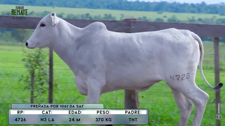 Lote Vaquillas a remate en Tercer Remate Agroganadera Natalia, Concepción