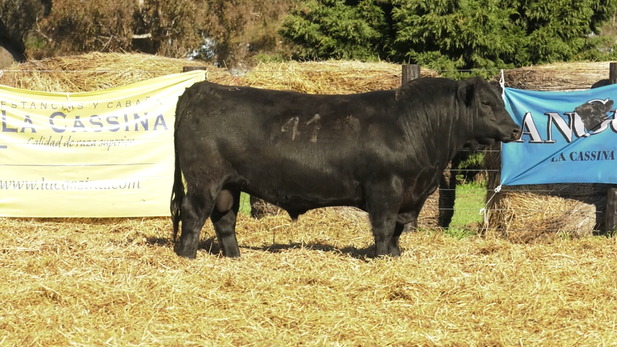 Lote TOROS ANGUS PURO CONTROLADO