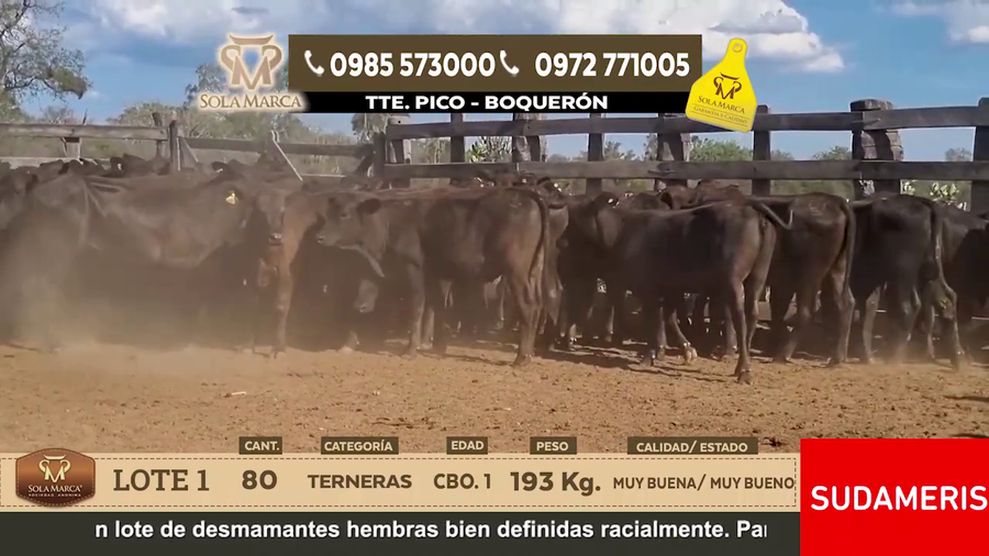 Lote Lote 1