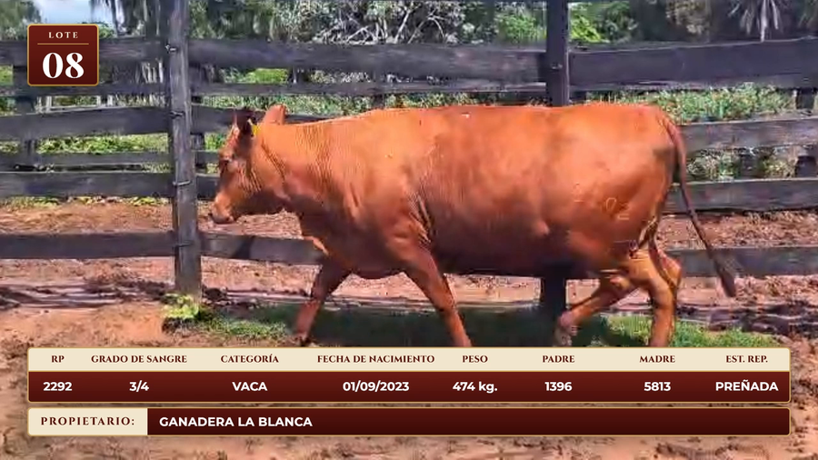 Lote LOTE 8