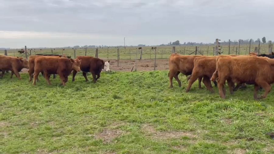 Lote 120 Novillitos