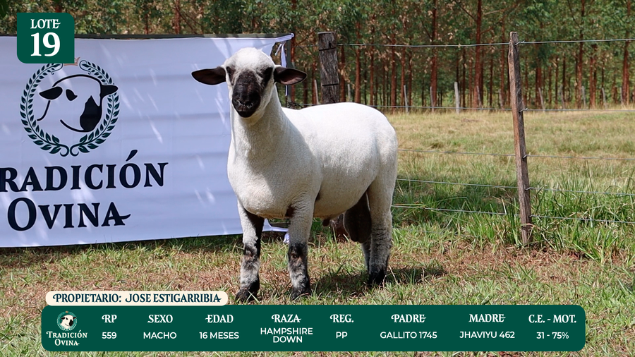 Lote LOTE 19