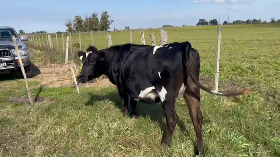 Lote Vaquillonas  a remate en Pantalla Camy, San José