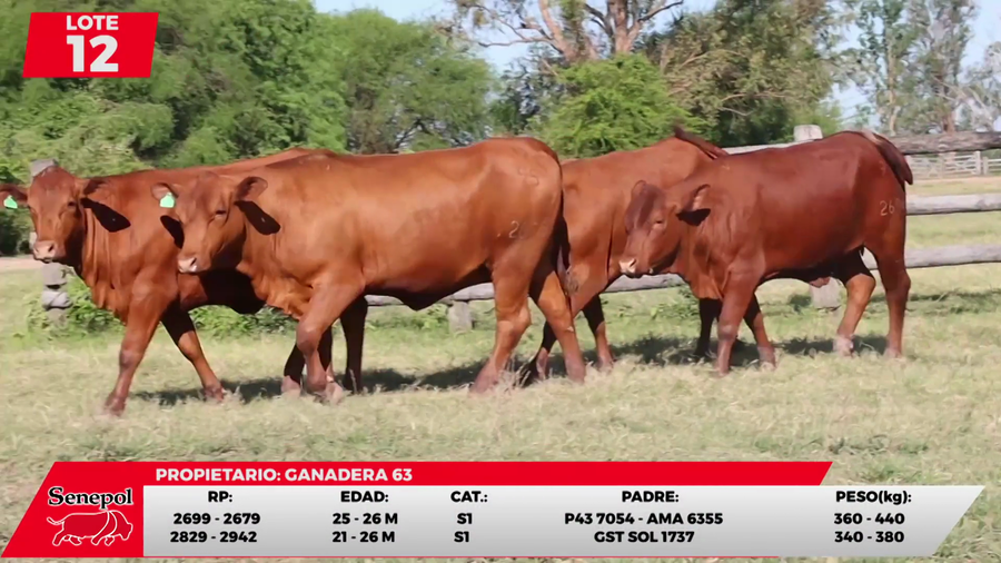Lote LOTE 12