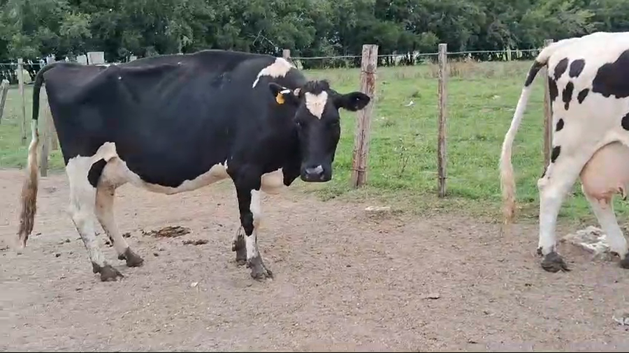 Lote 2 Vacas de Invernada a remate en Pantalla Camy 500kg -  en Rincon de la Torre