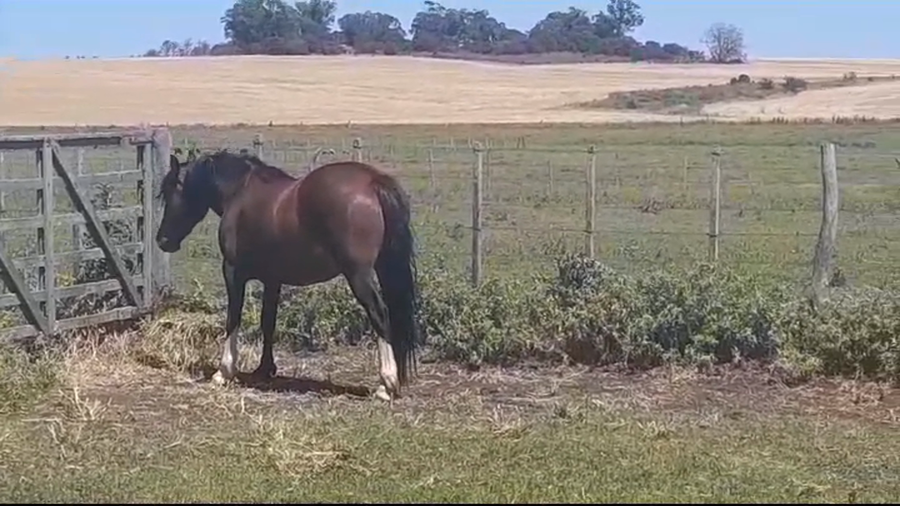 Lote (Vendido)Potra CRIOLLA a remate en #39 Pantalla Carmelo en PALO SOLO