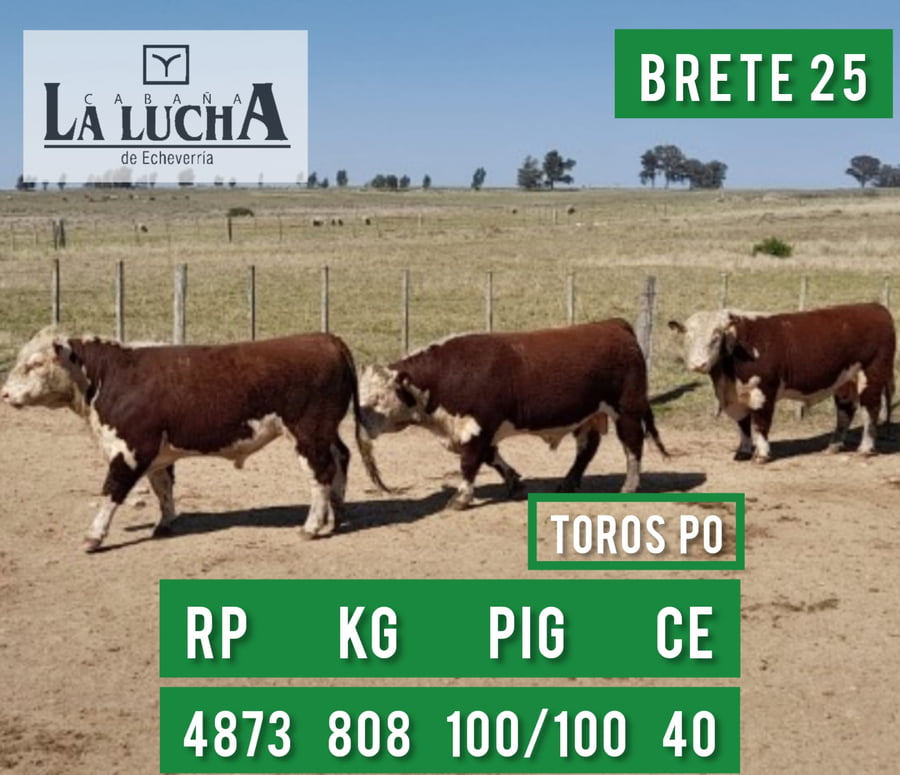 Lote TOROS POLLED HEREFORD PO
