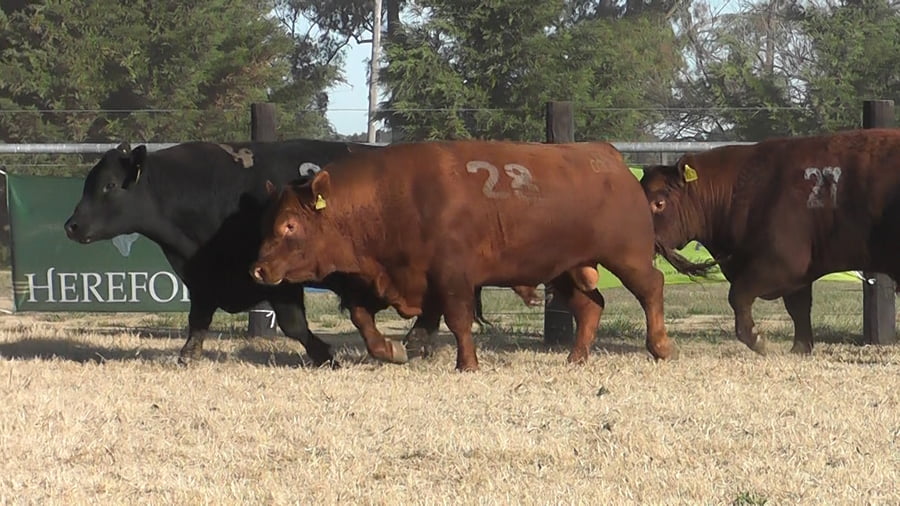Lote TOROS ANGUS PC