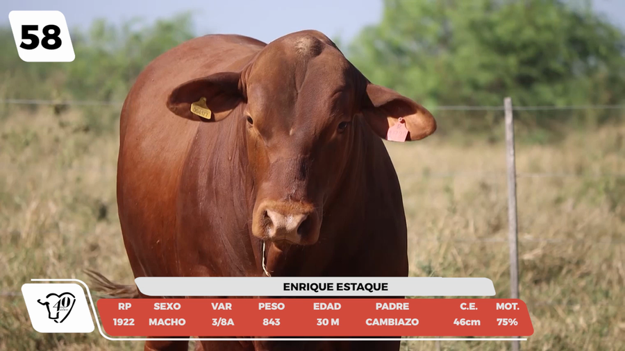 Lote LOTE 58-DE CAMPO