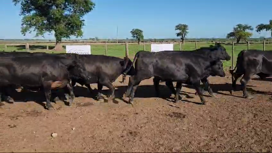 Lote 36 Novillos exportación UE HILTON