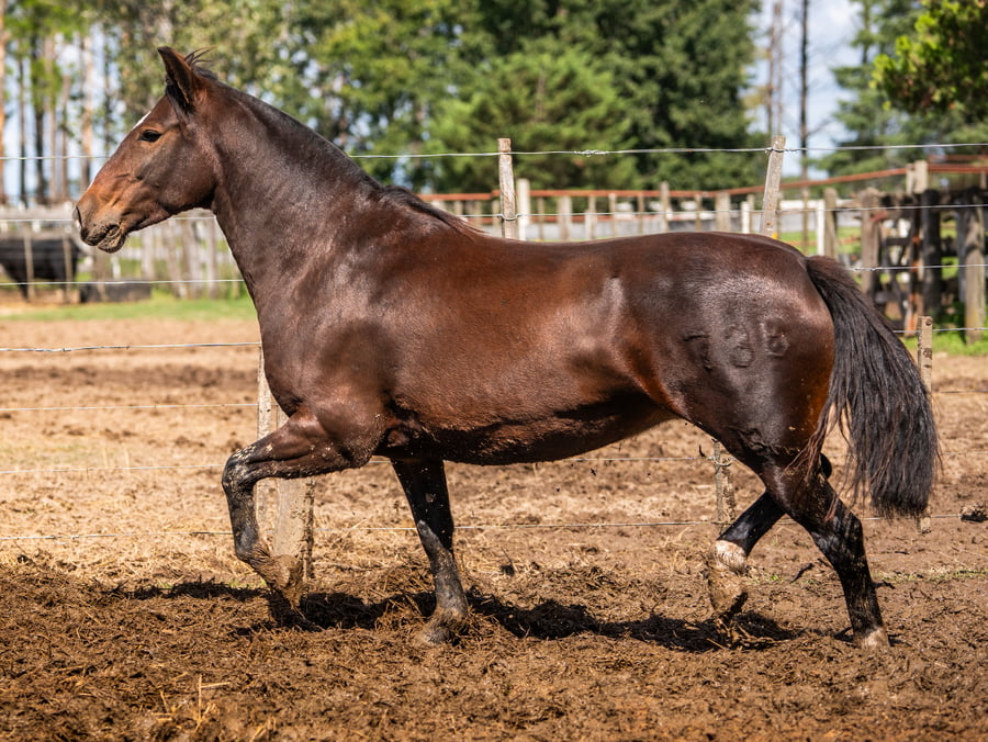 Lote TRES AR CENTELLA