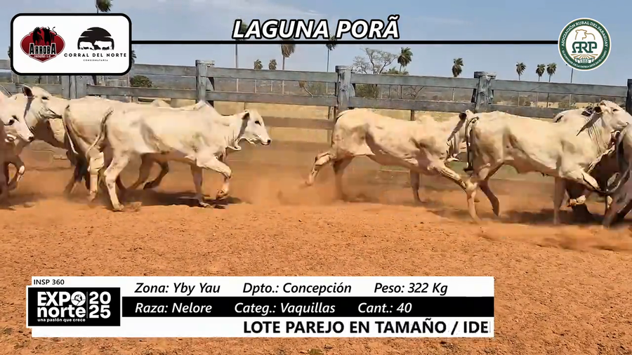 Lote Vaquillas