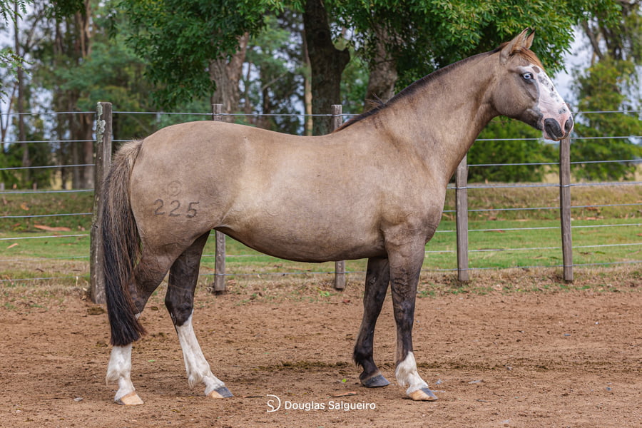 Lote LUNA DE MIEL DE LA COLINA