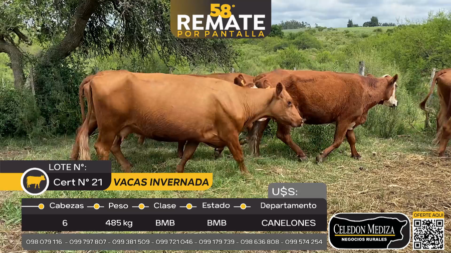 Lote 6 Vacas de Invernada en Las Brujas, Canelones