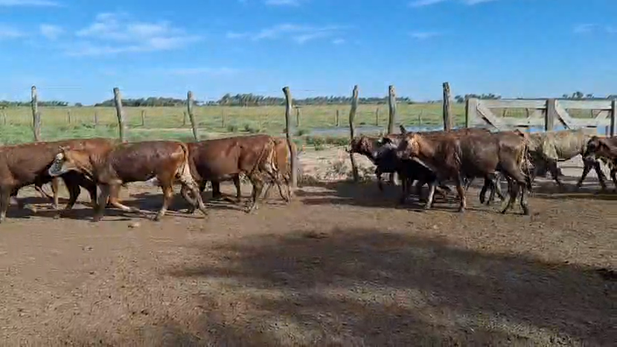Lote 105 Vaquillonas