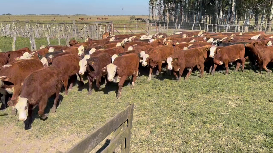 Lote 220 Terneros en Corrientes, Saladas